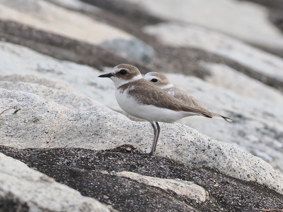 Kentish Plover - ML646338257