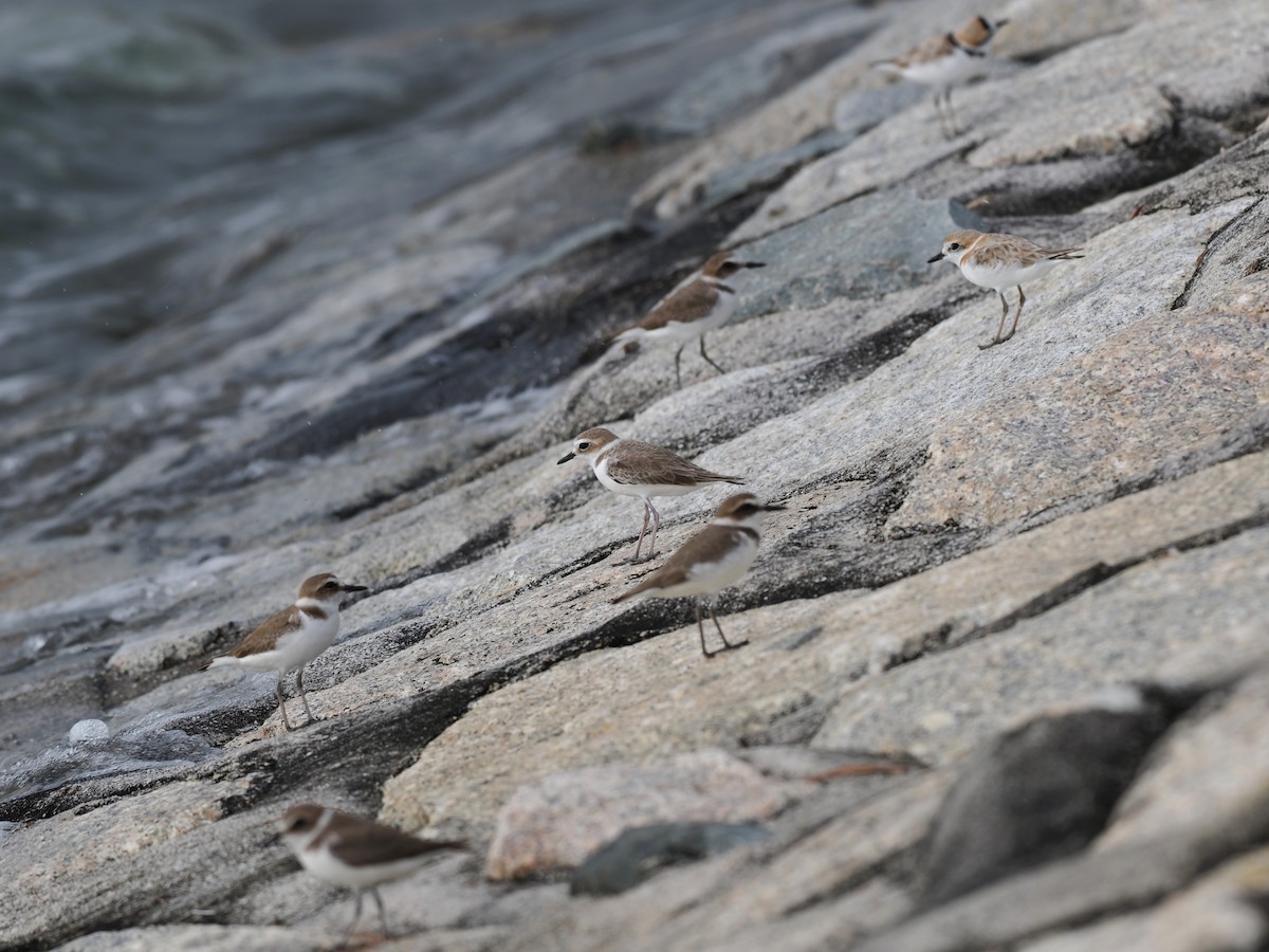 Kentish Plover - ML646338258