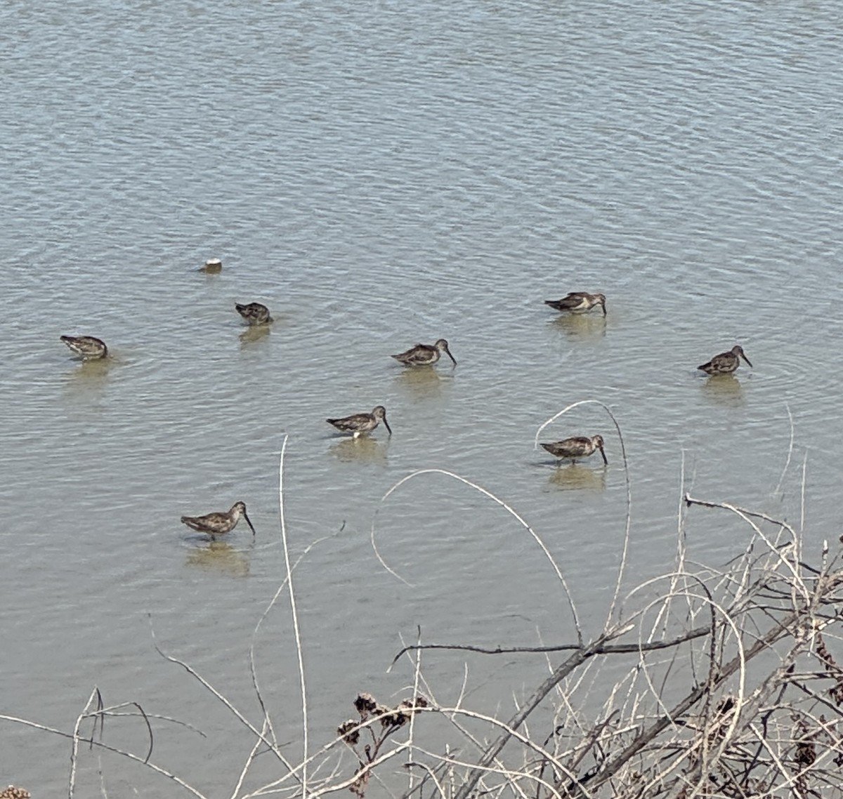 Long-billed Dowitcher - ML646338259