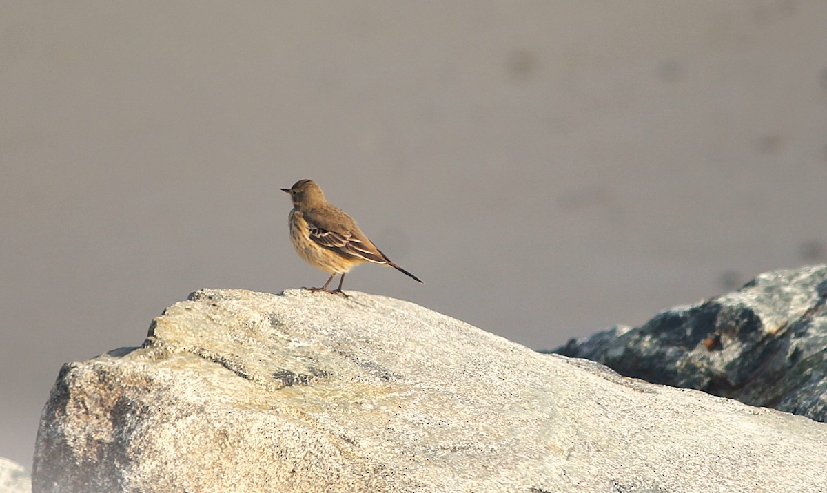American Pipit - ML646338260