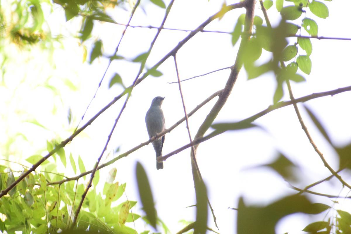 talassinfluesnapper - ML646338262