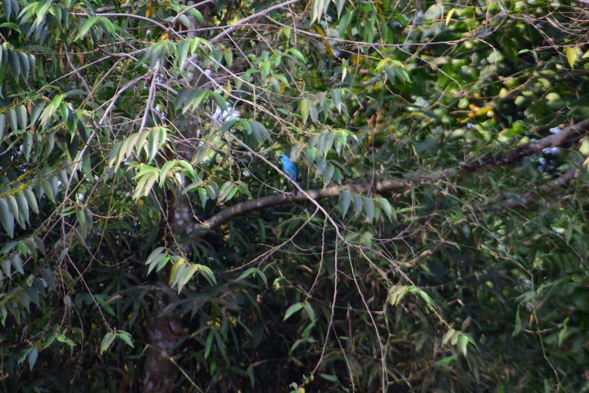 talassinfluesnapper - ML646338263