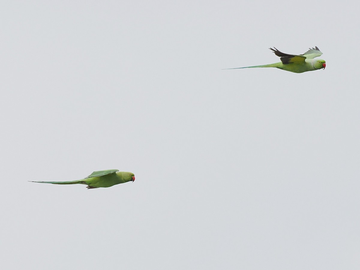 halsbåndparakitt - ML646338266