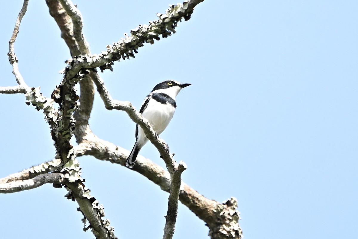 swahilibatis - ML646338267