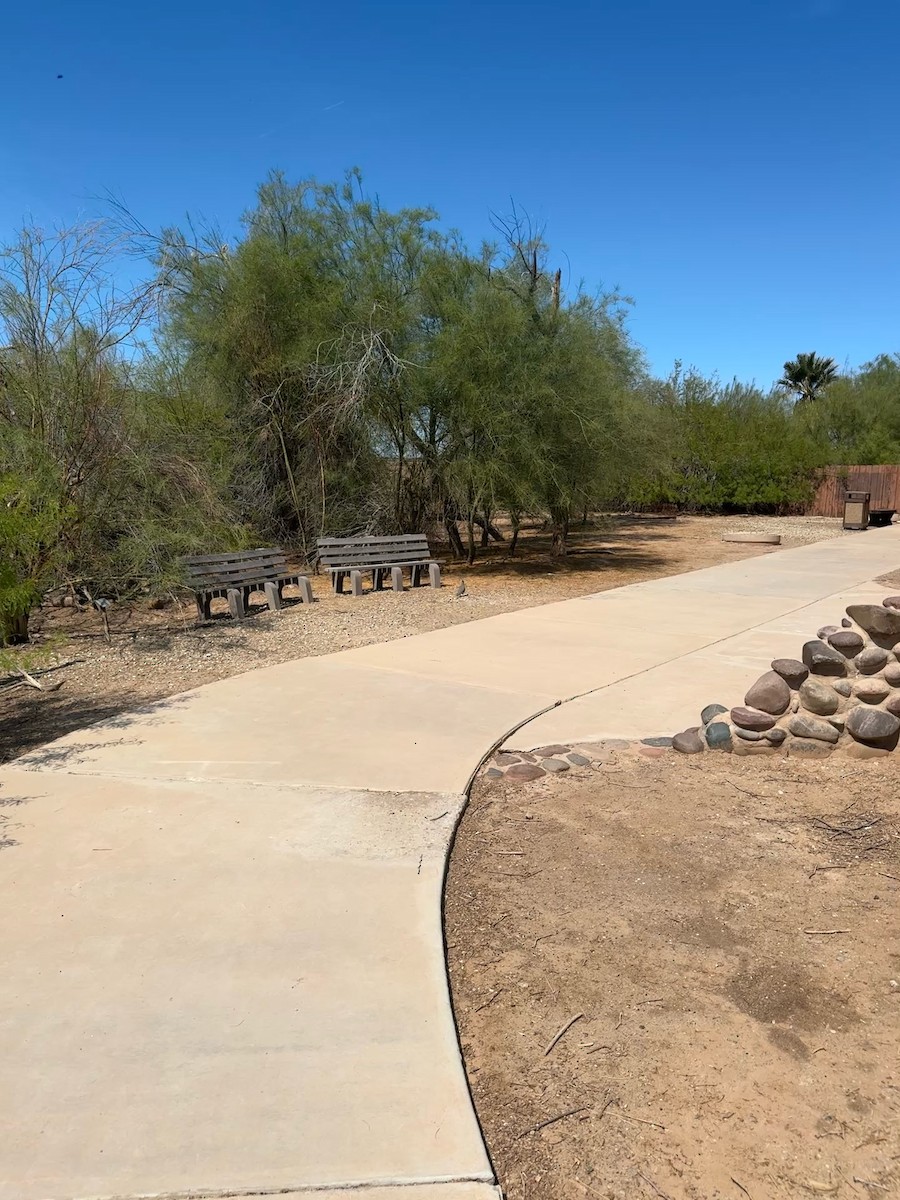 svartbukvaktel - ML646338268