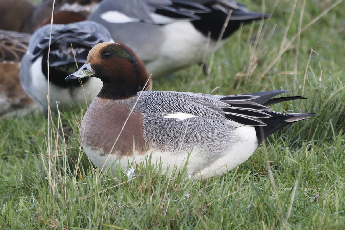 brunnakke - ML646338271