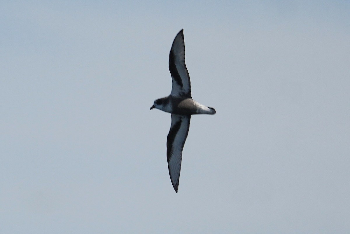 gråbukpetrell - ML646338272