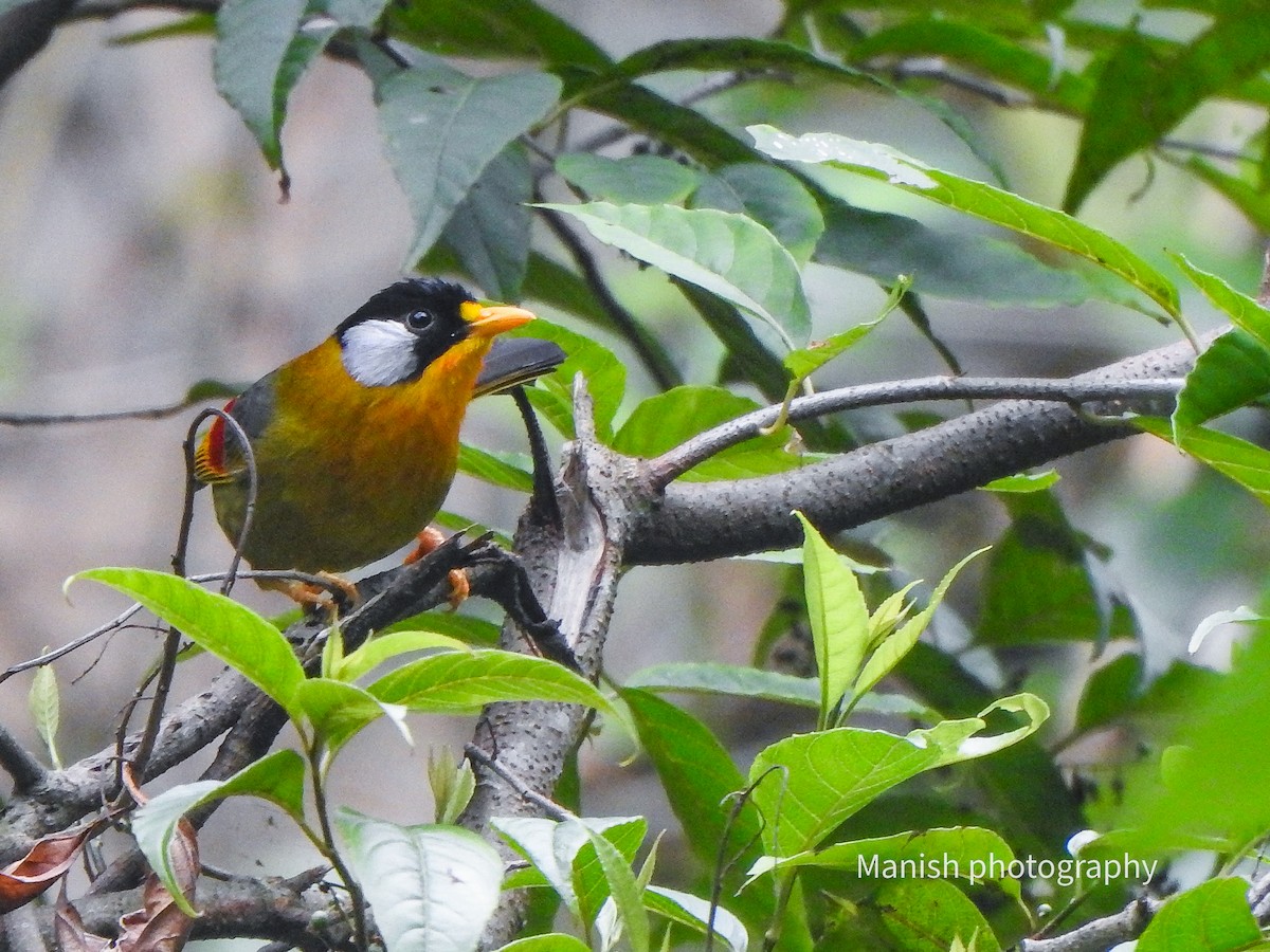 sølvøretimal - ML646338273