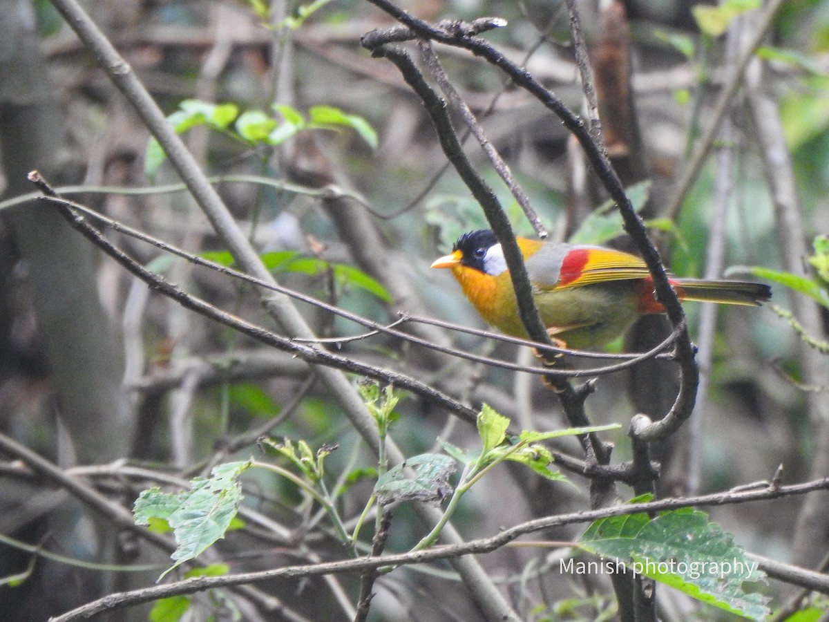 sølvøretimal - ML646338274