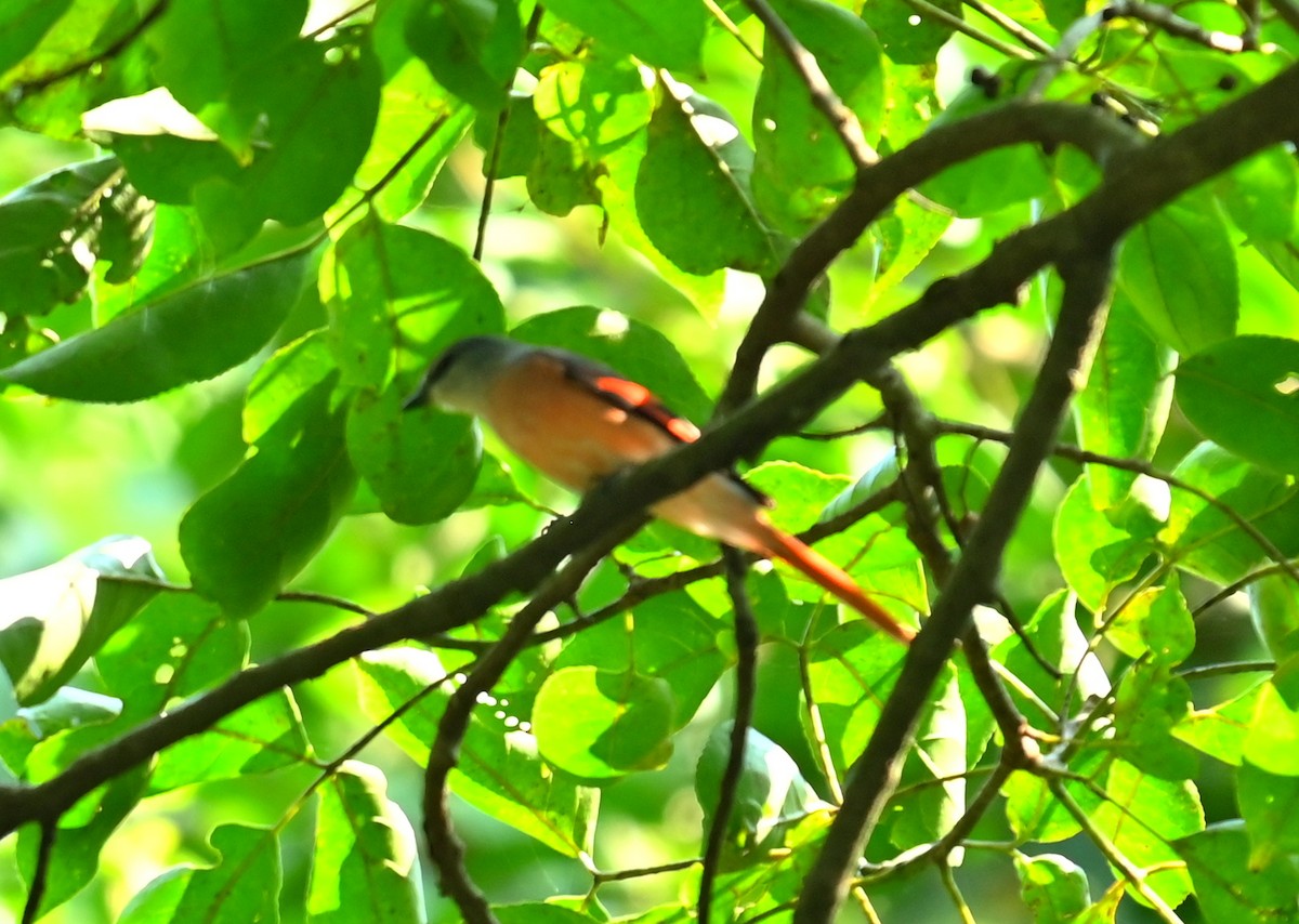 rosenmønjefugl - ML646338275