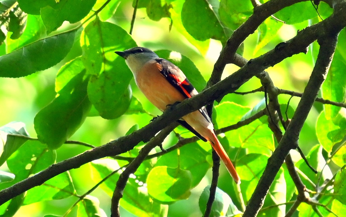 rosenmønjefugl - ML646338276