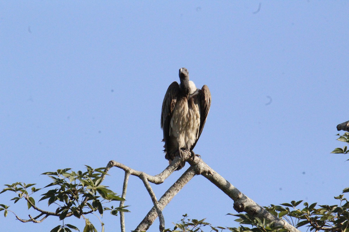 sup štíhlozobý - ML646338277