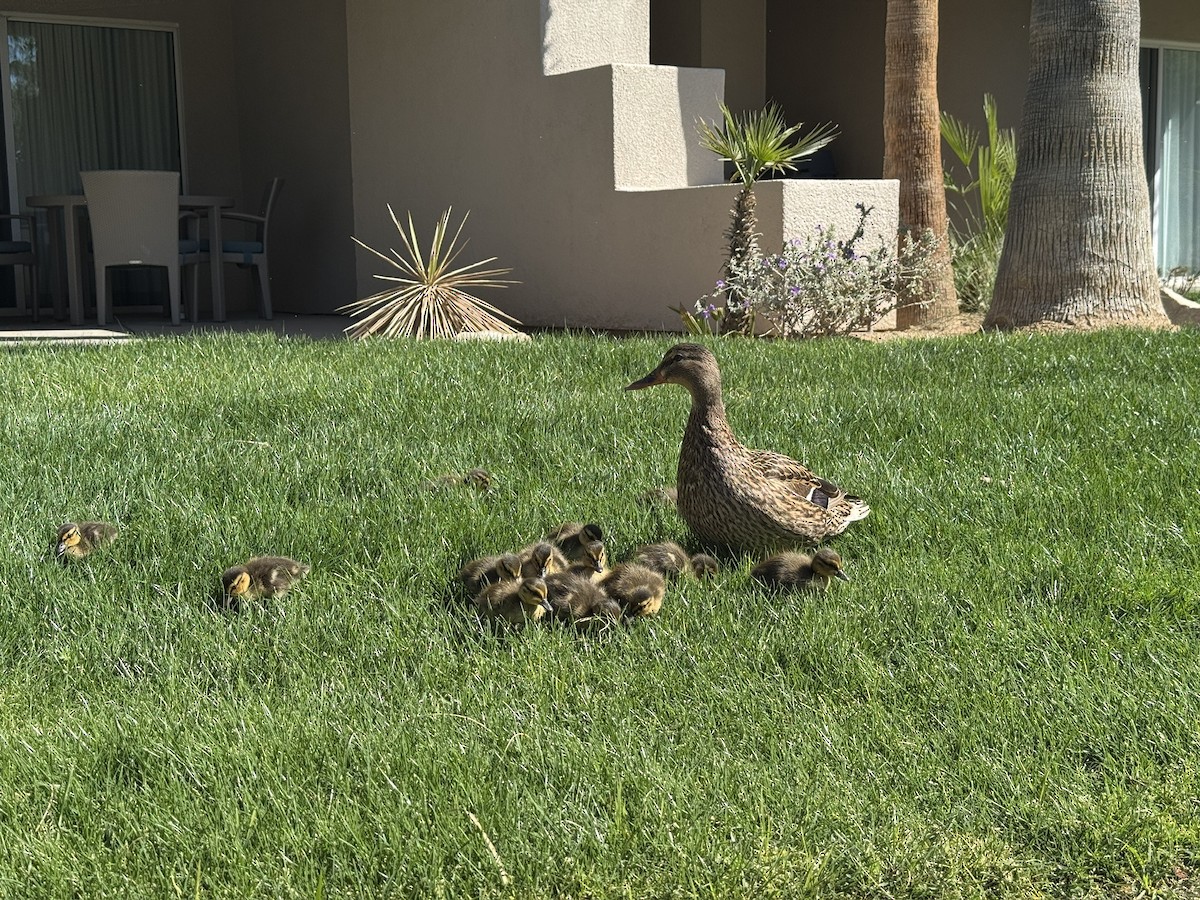 stokkand - ML646338278