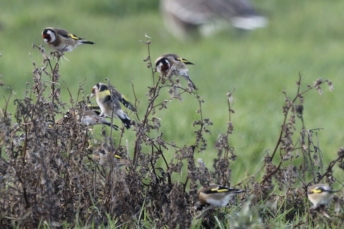 stillits - ML646338281