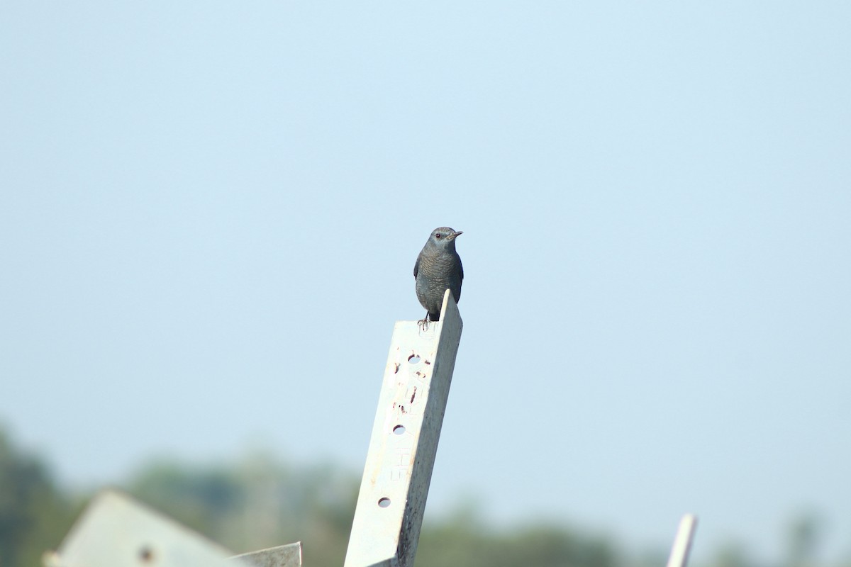 blåtrost - ML646338282