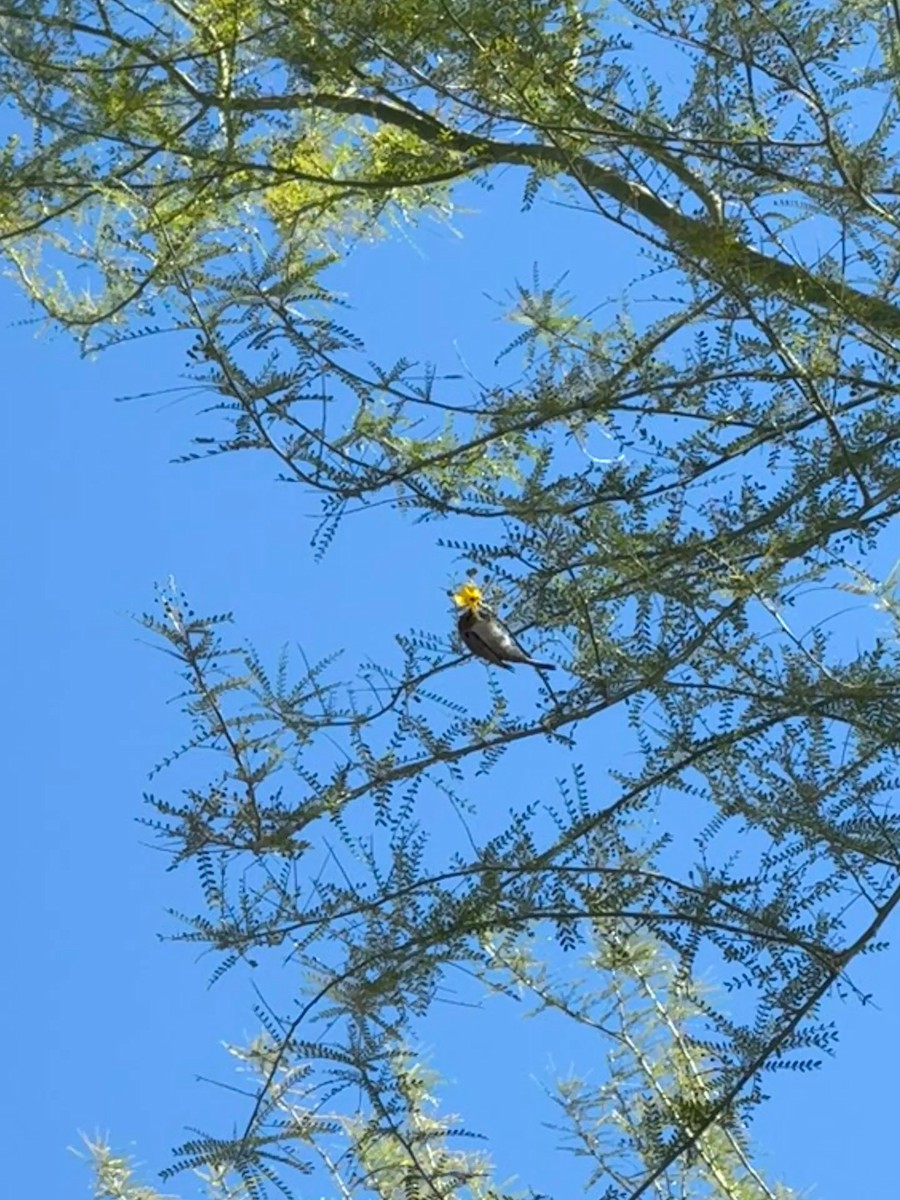 meisesmett - ML646338283