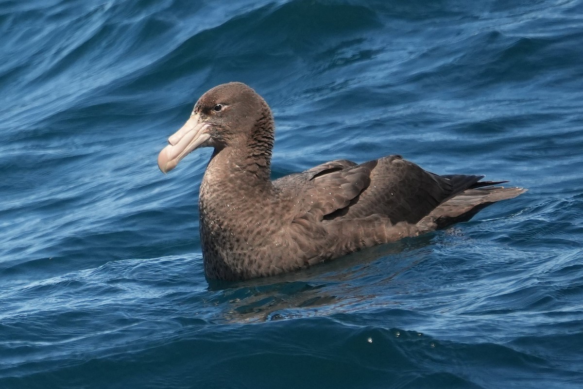 nordkjempepetrell - ML646338284