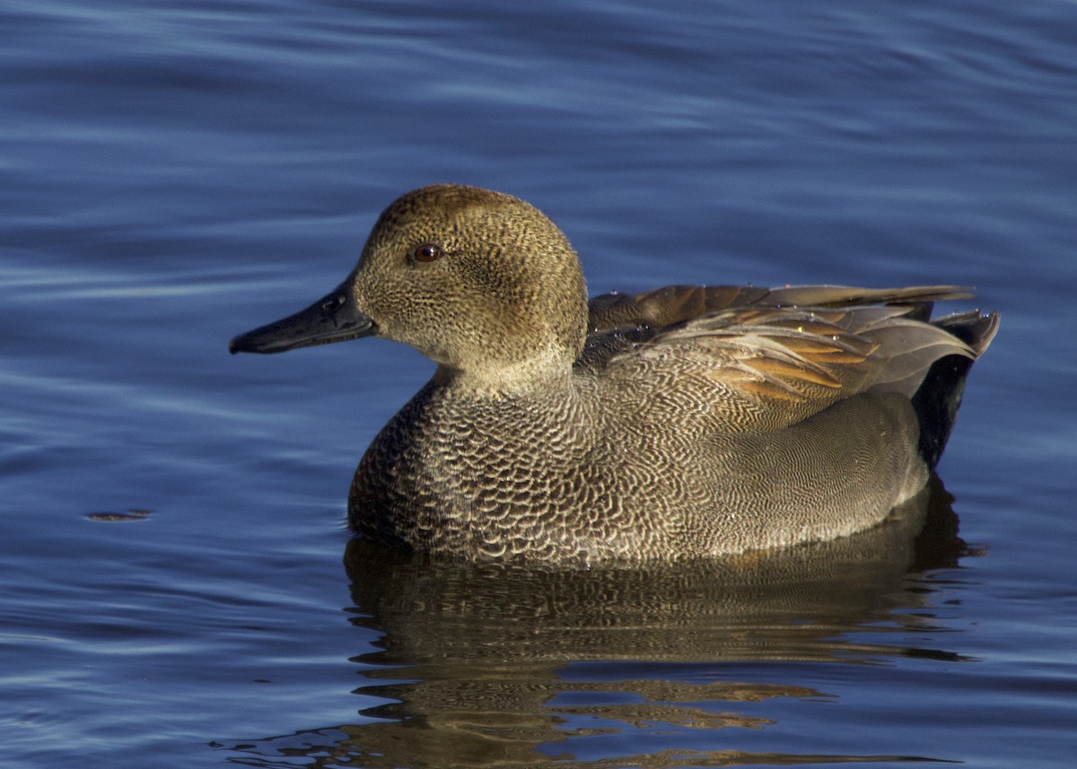 snadderand - ML646338285