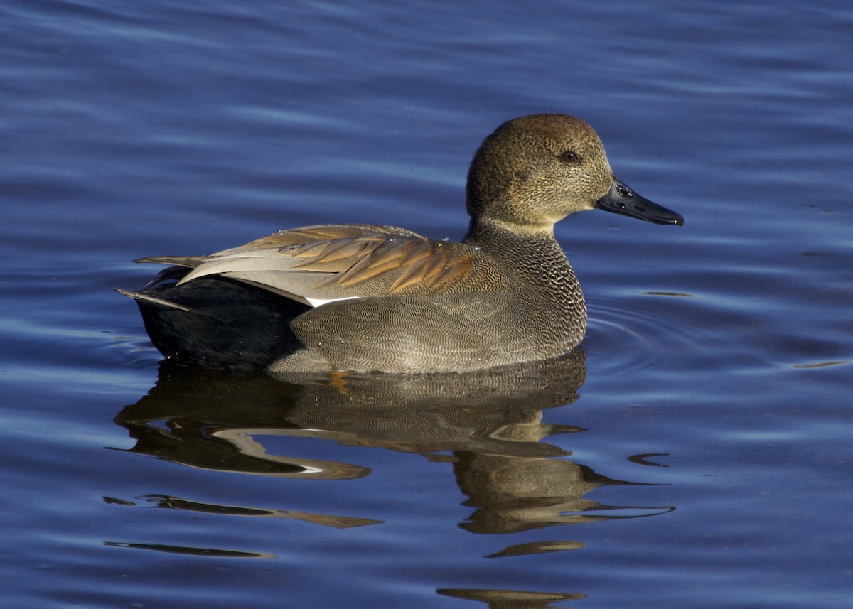 snadderand - ML646338286