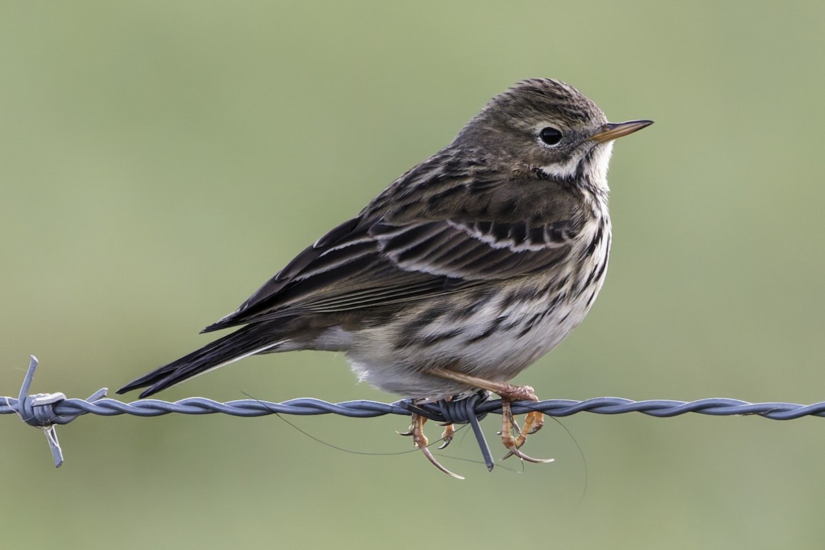 linduška luční - ML646338288