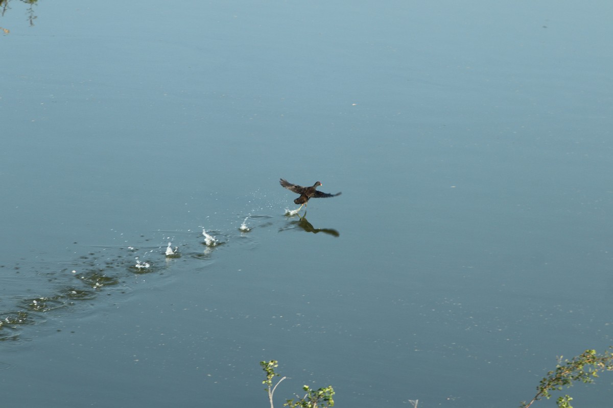 slípka zelenonohá - ML646338289