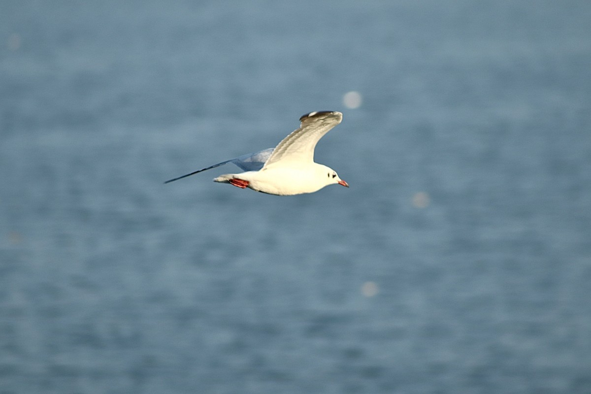 racek hnědohlavý - ML646338292