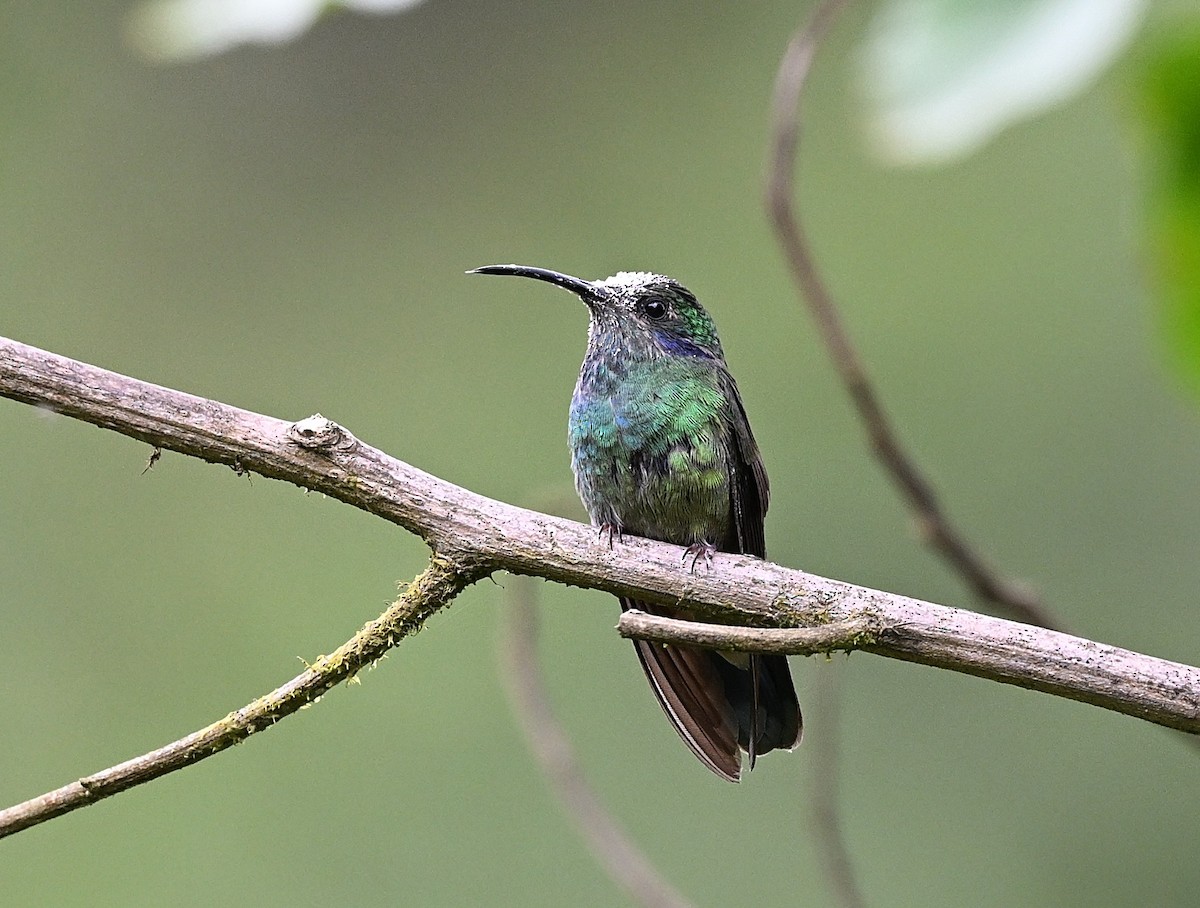 kolibřík modrouchý - ML646338293