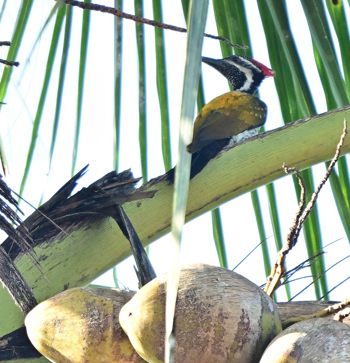 datel ohnivý - ML646338294