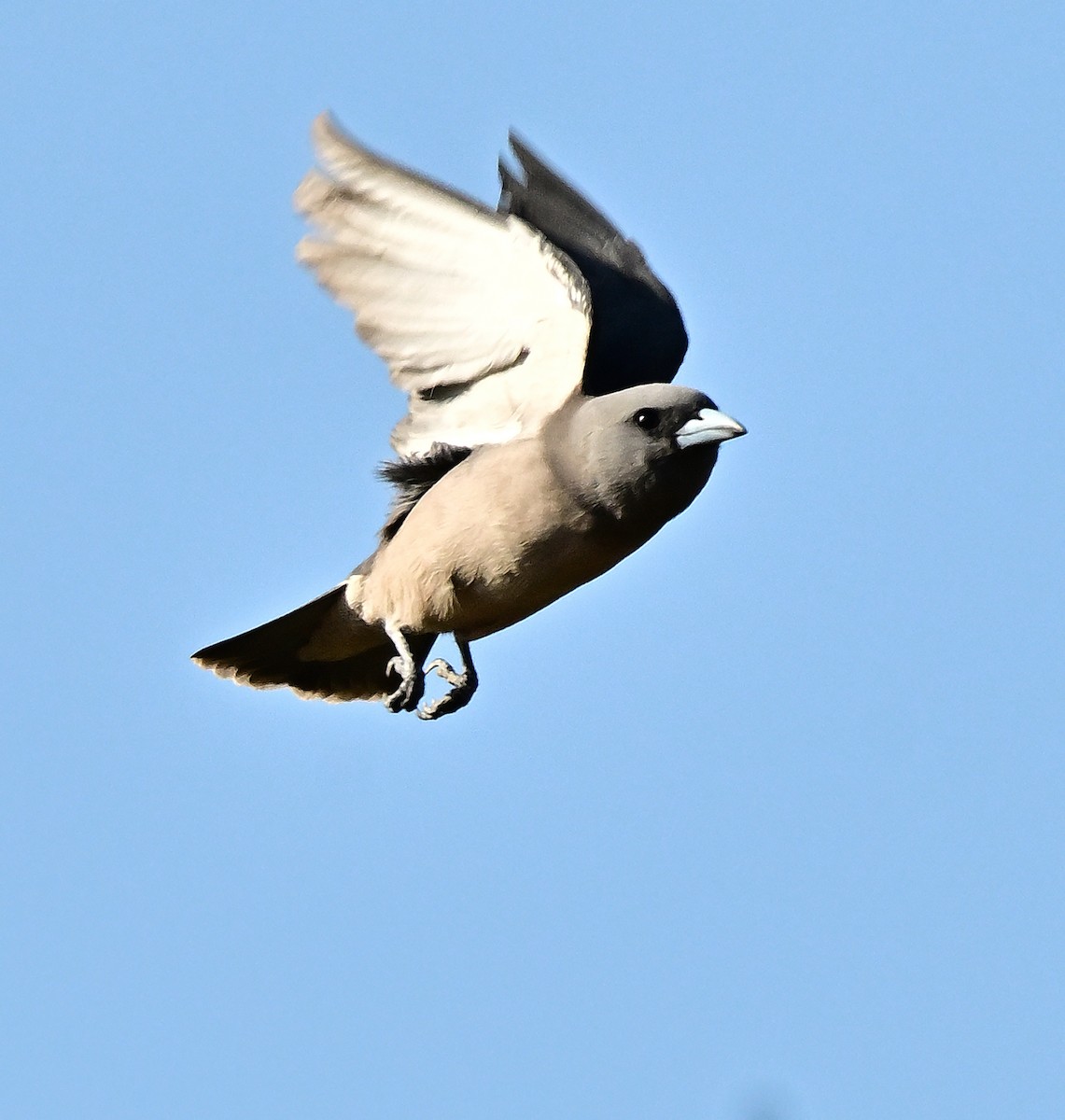 lasolet šedohlavý - ML646338295