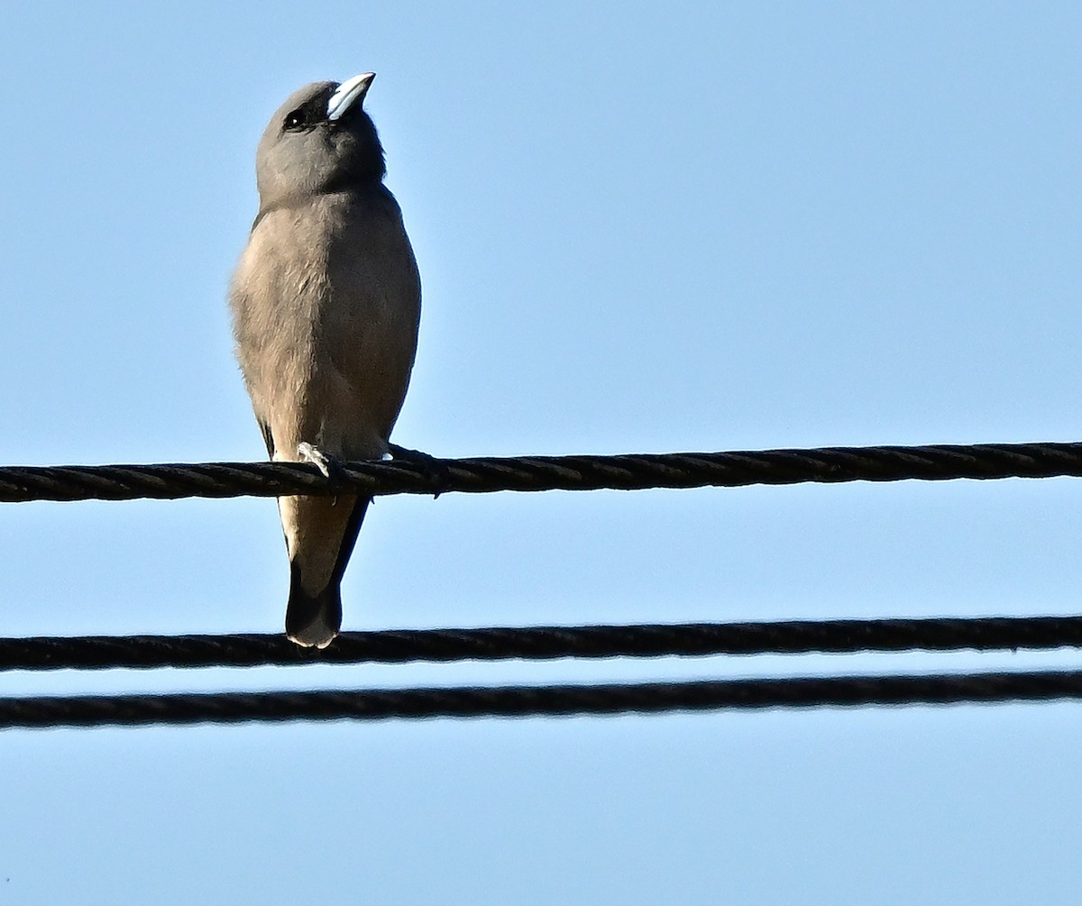 lasolet šedohlavý - ML646338296