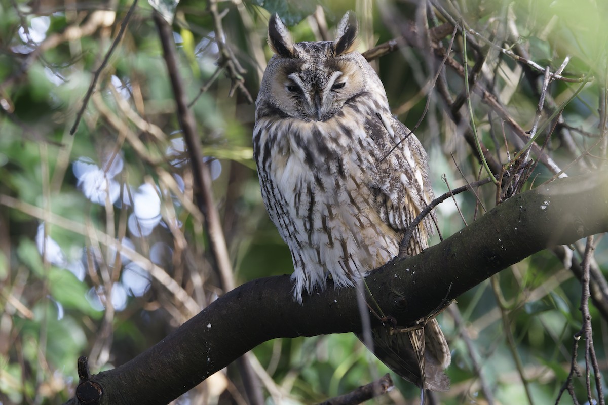 kalous ušatý - ML646338297