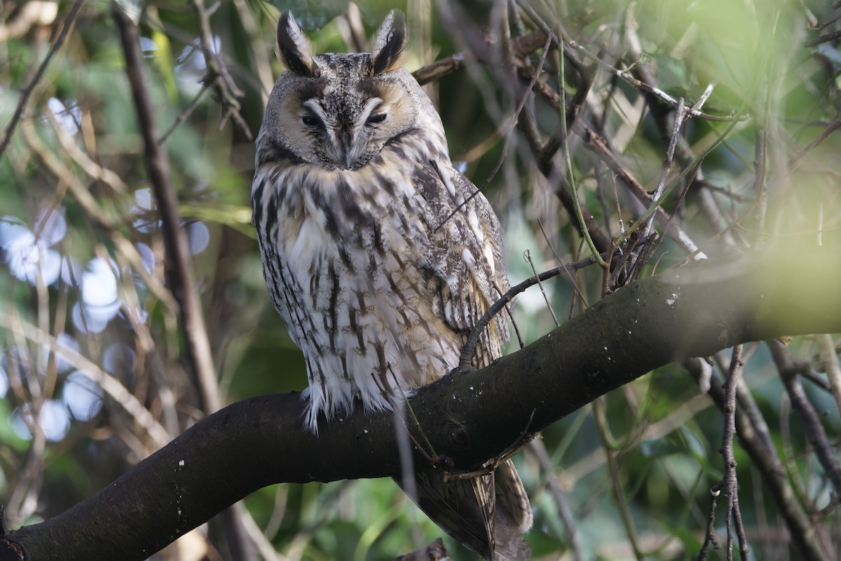 kalous ušatý - ML646338298