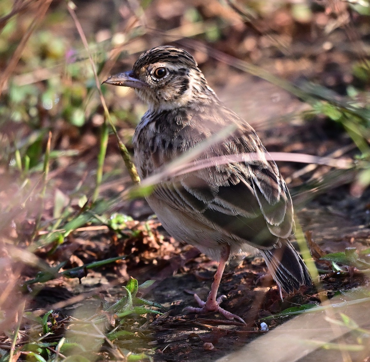 skřivan skvrnitý - ML646338299