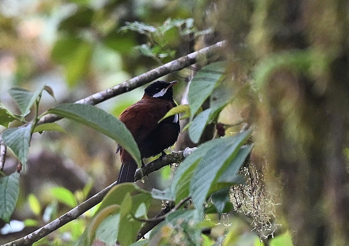 Трёхцветный кларино - ML646338301