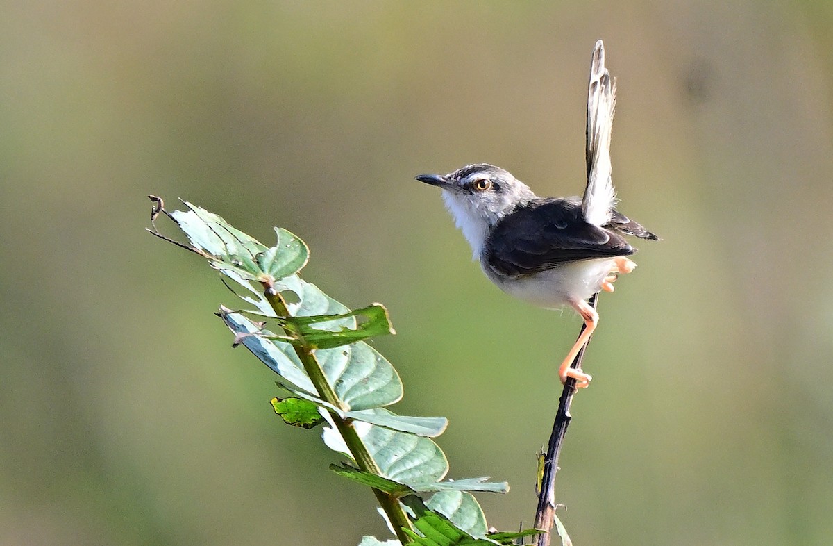 Буроголовая приния - ML646338302