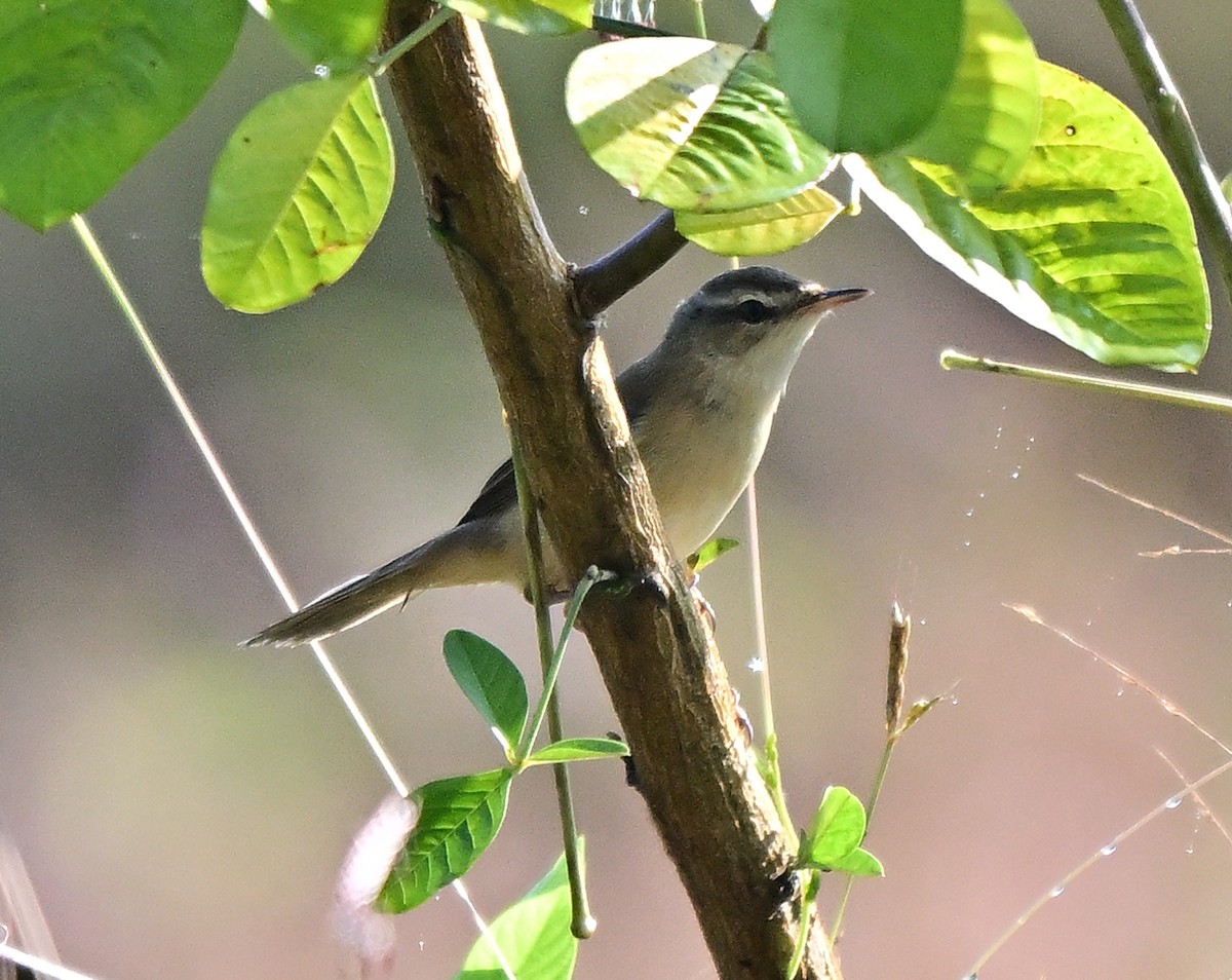Желтобрюхая пеночка - ML646338304