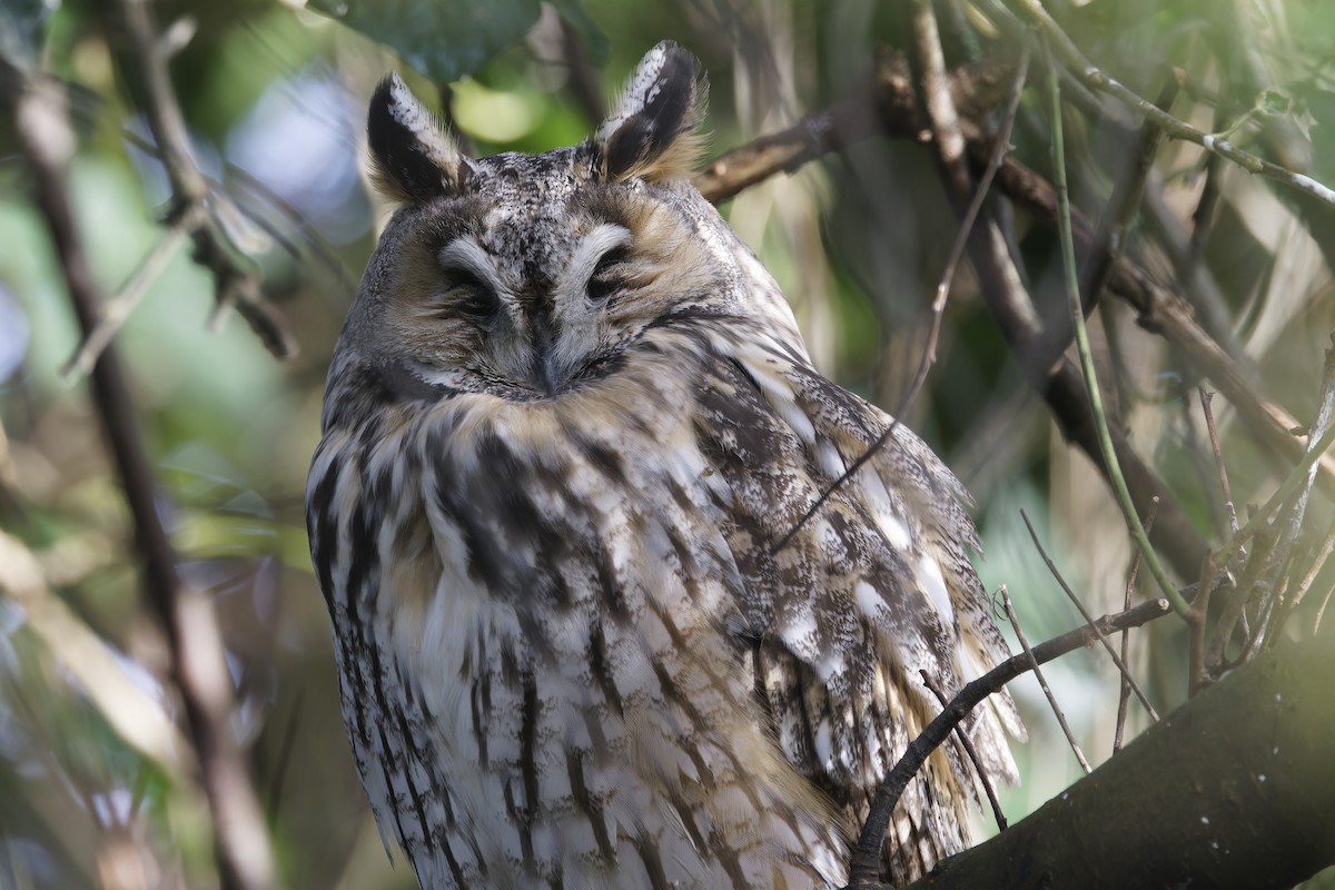 Ушастая сова - ML646338305