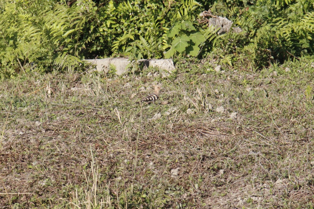 Удод - ML646338307