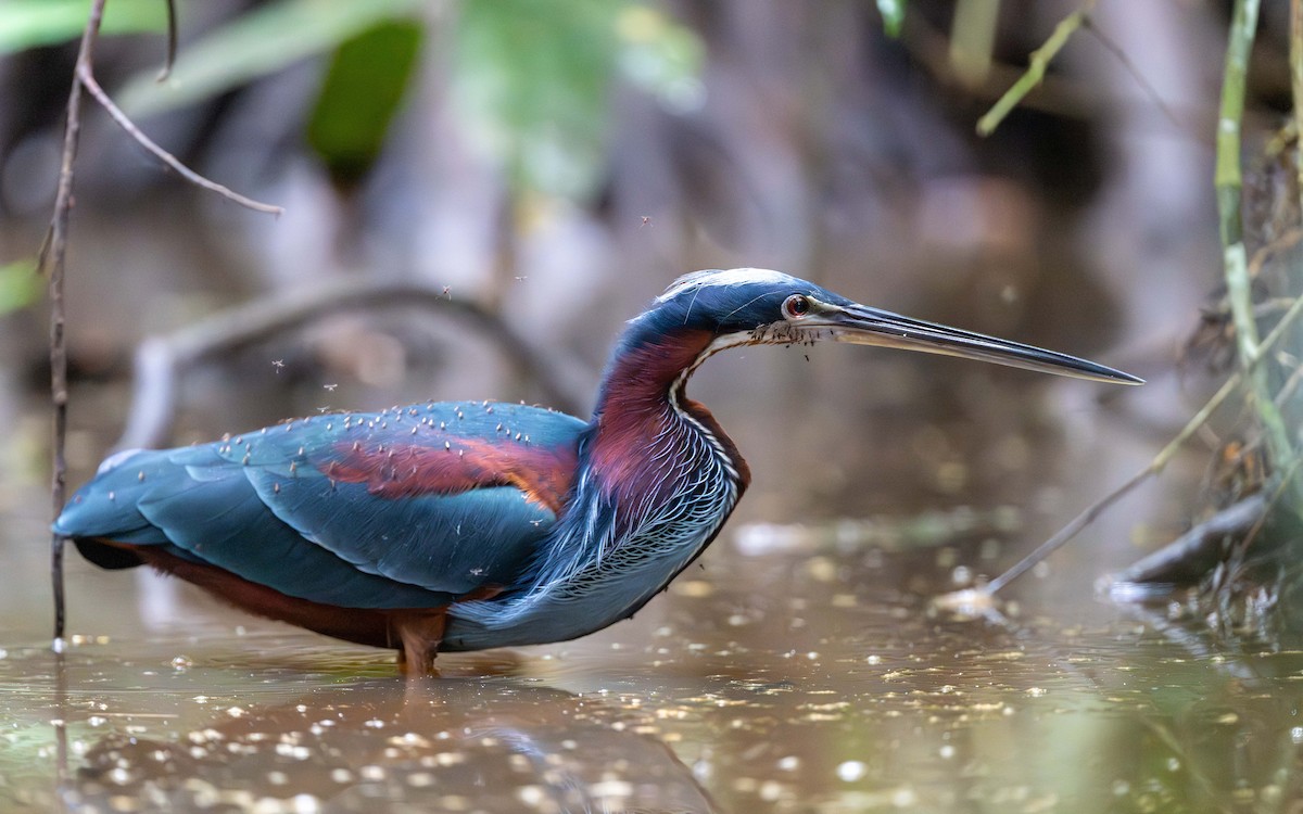 Агами - ML646338309