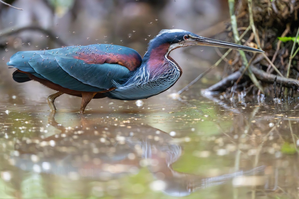 Агами - ML646338310