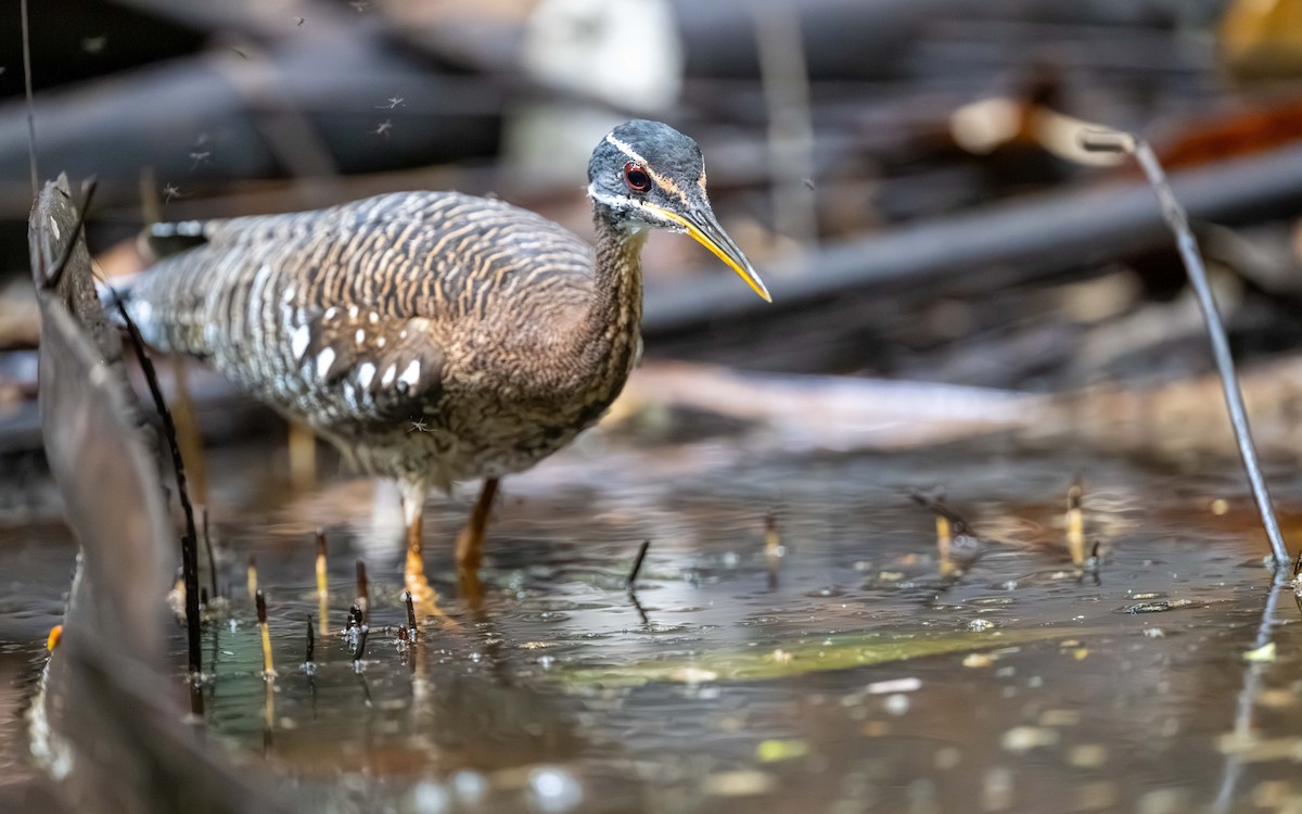 Солнечная цапля - ML646338312