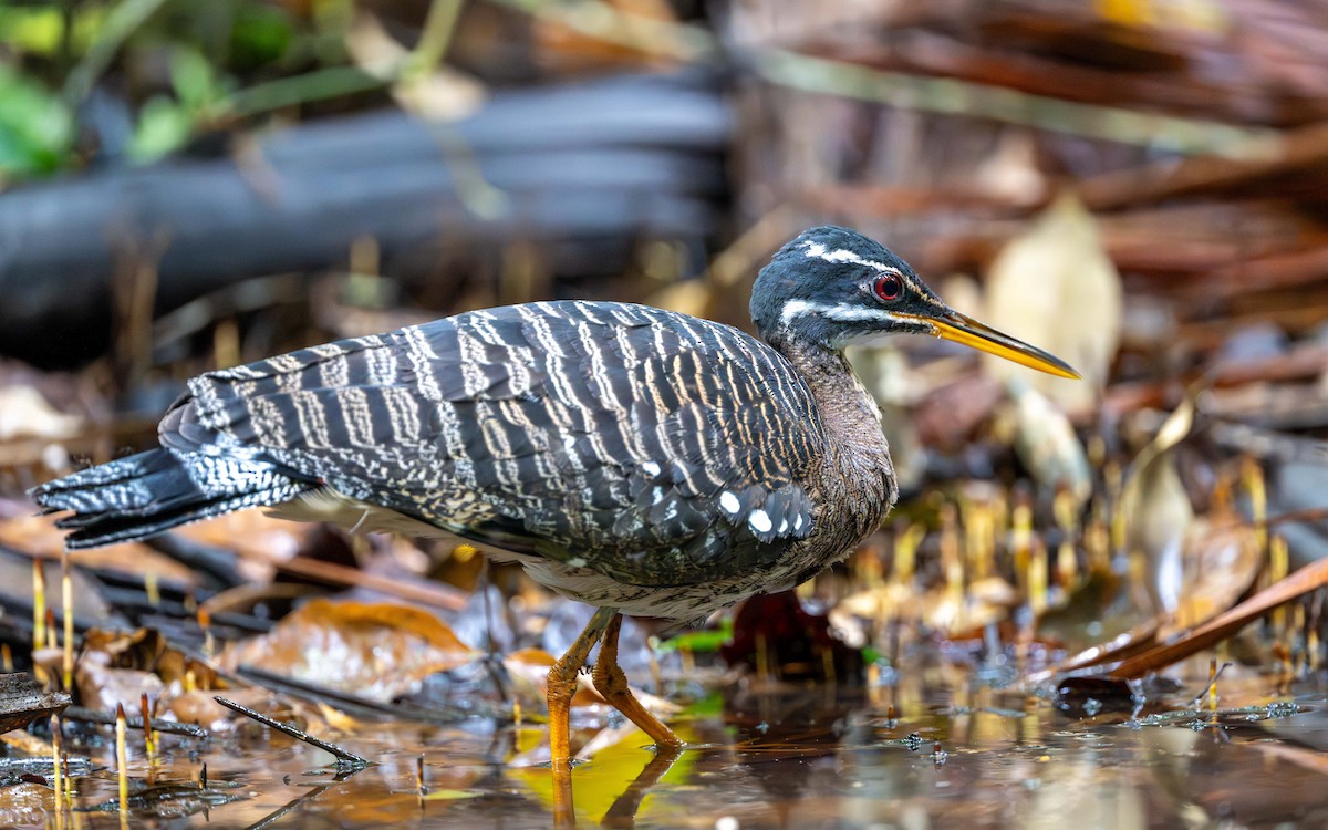 Солнечная цапля - ML646338313