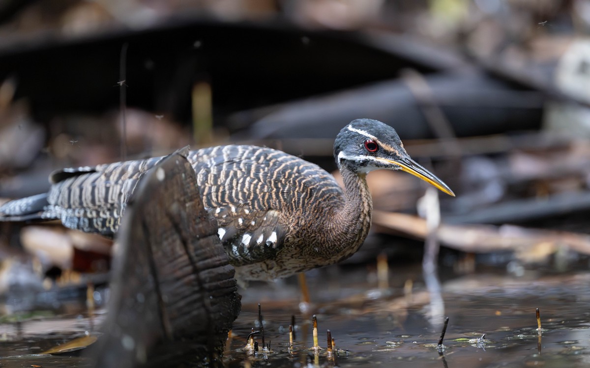 Солнечная цапля - ML646338314