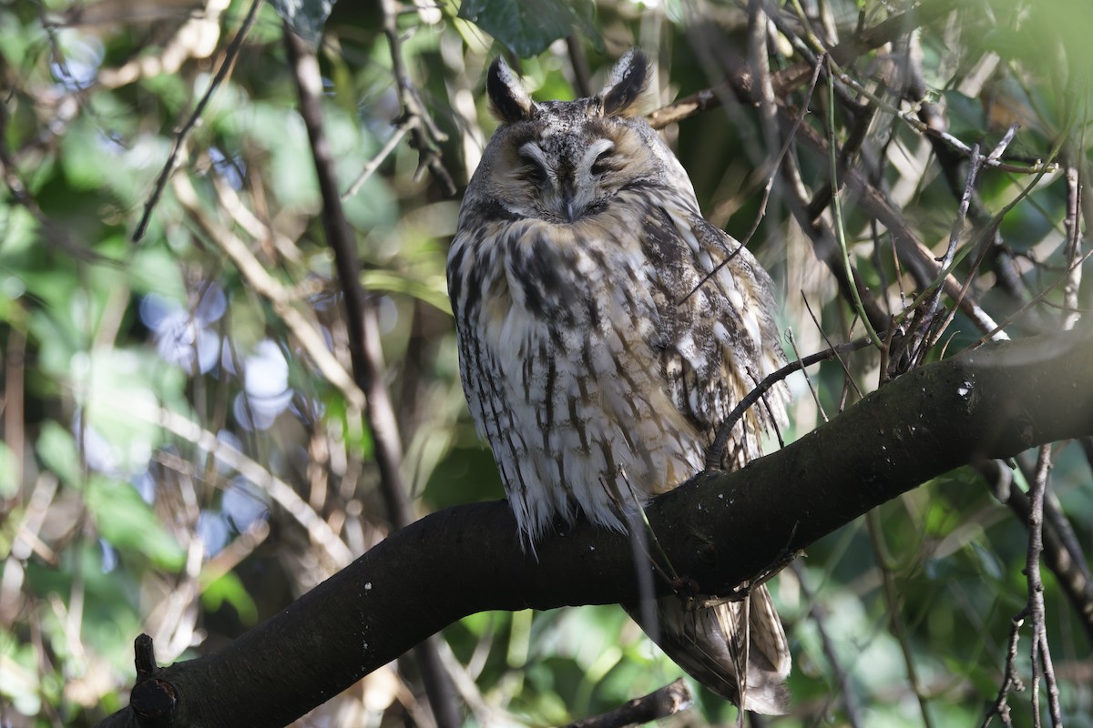 Ушастая сова - ML646338315