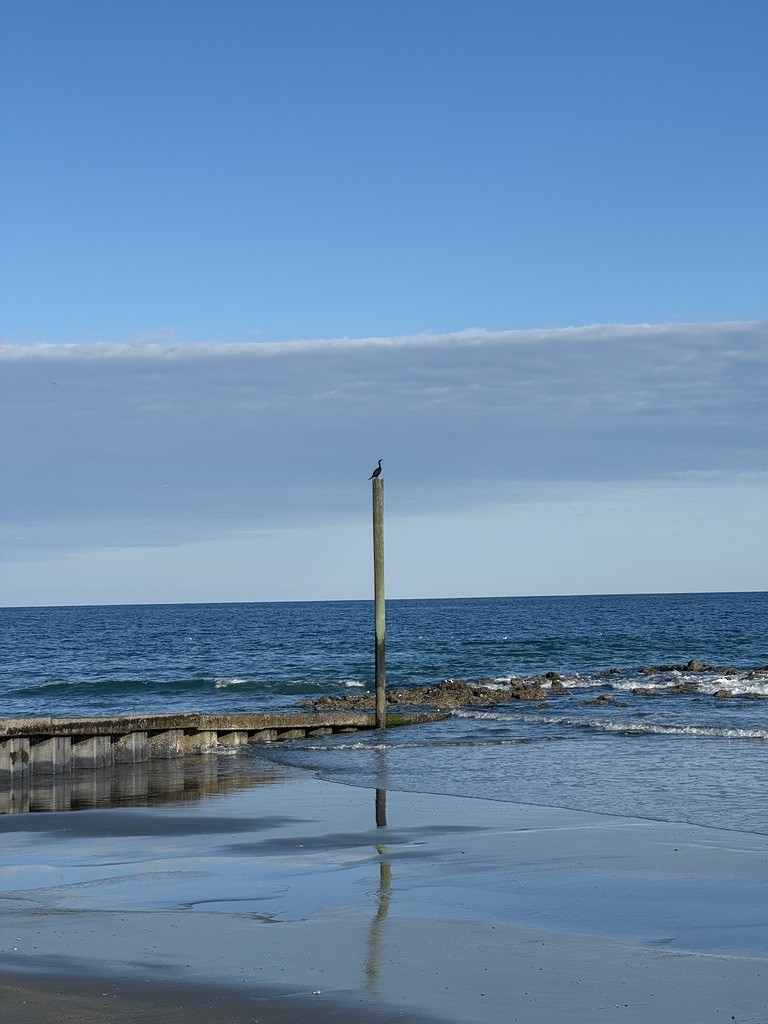 Ушастый баклан - ML646338316