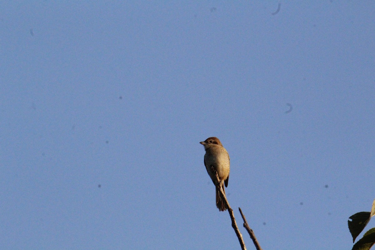 Тонкоклювый сип - ML646338317