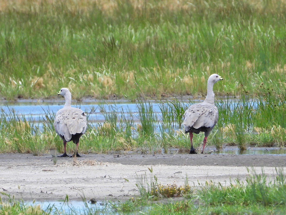 Куриный гусь - ML646338318