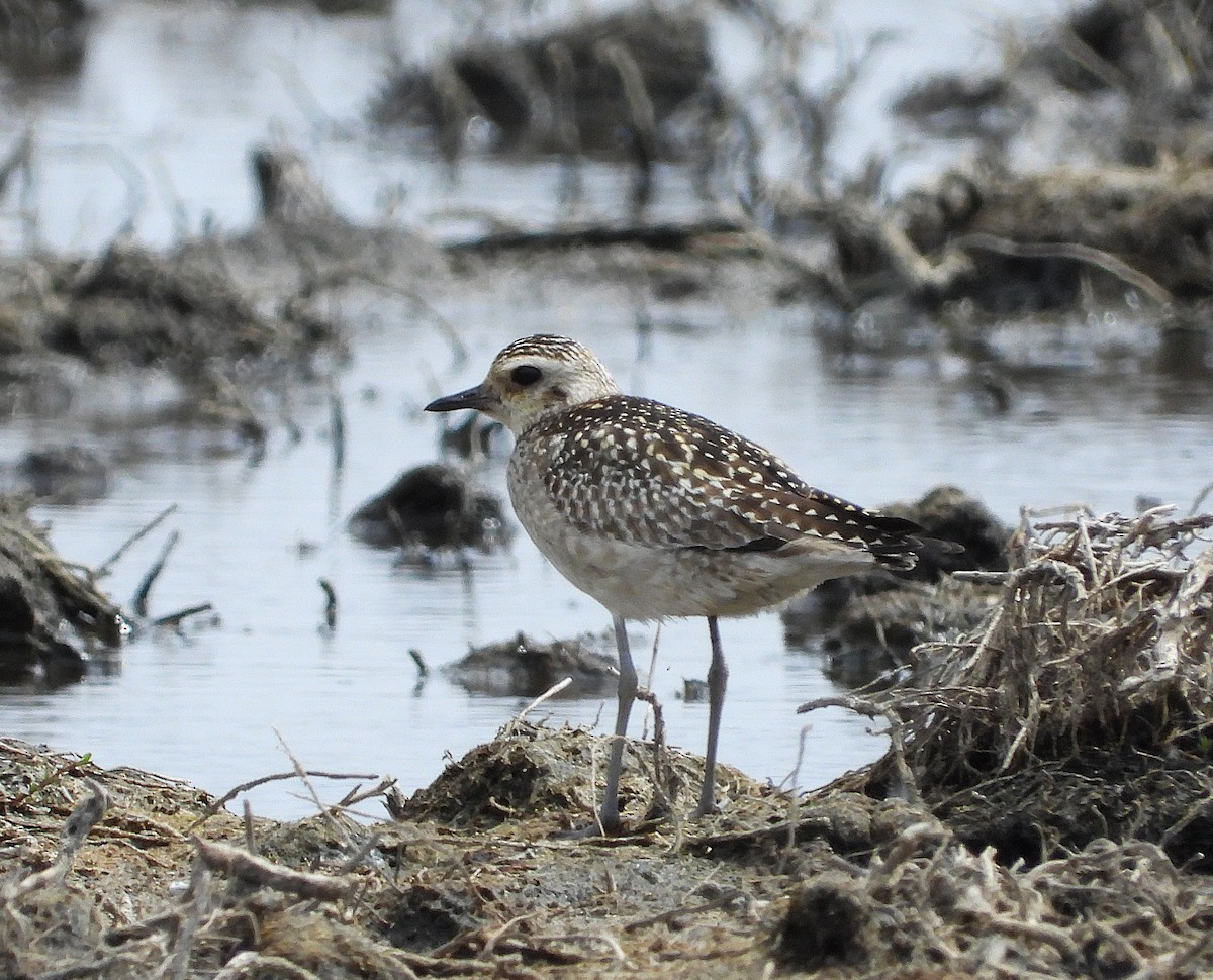 Pacific Golden-Plover - ML646338322