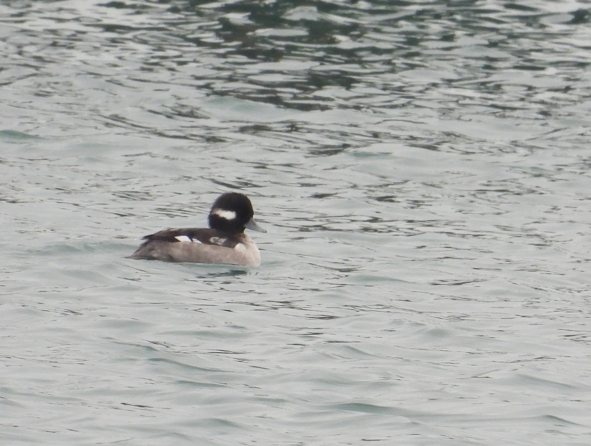 Bufflehead - ML646338323