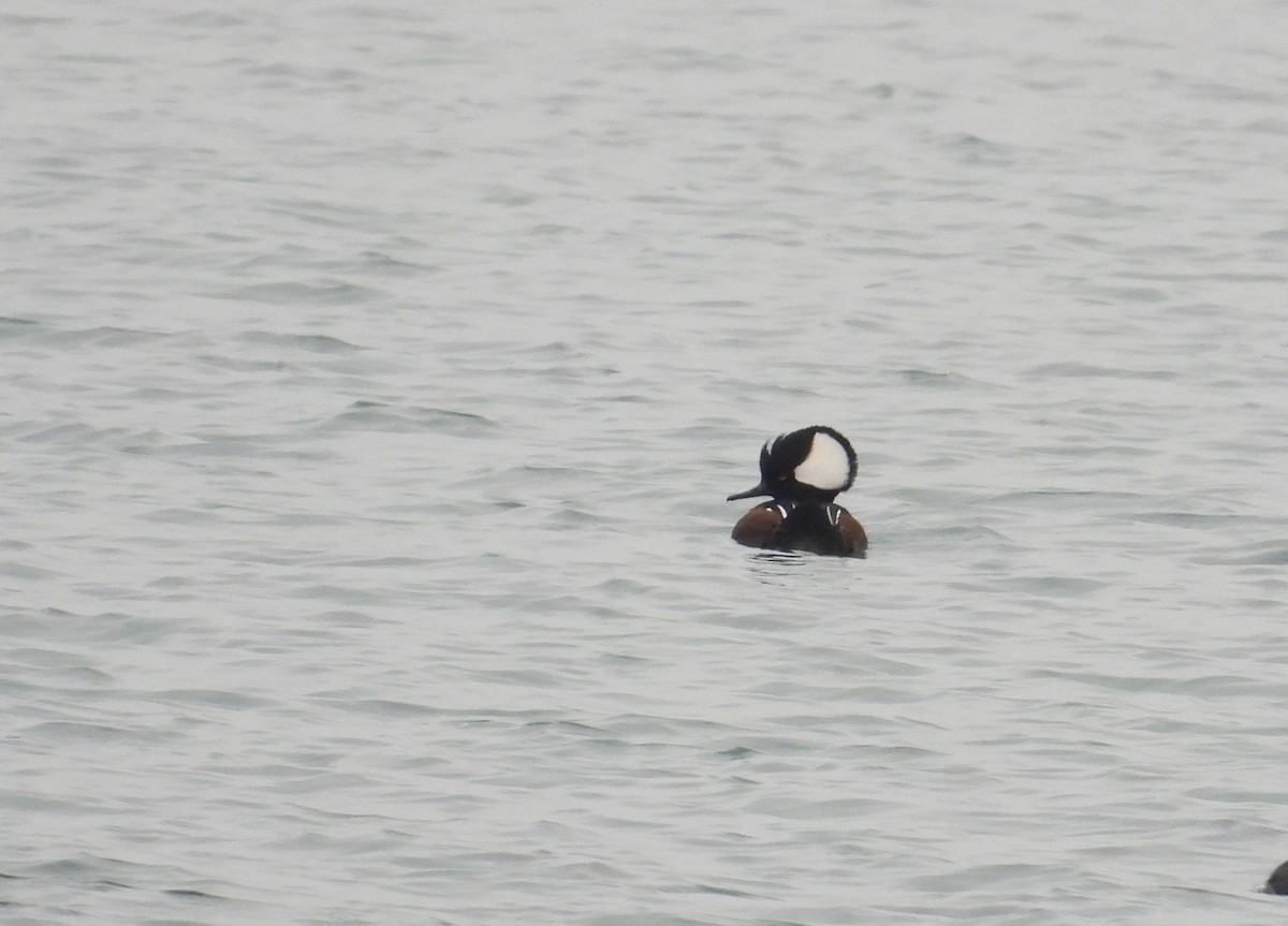 Smergo dal cappuccio - ML646338324